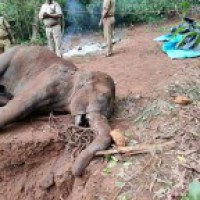 Elephant with injured mouth dies near Coimbatore