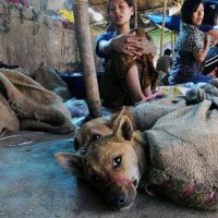 Criminal behind Dog Meat caught