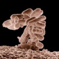 Harmful microbes found on sewer pipe walls: Study