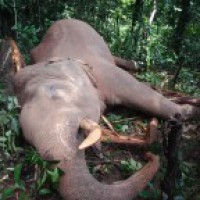 Male tusker, foraging for food, electrocuted in Karnataka
