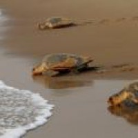 Rare yellow turtle rescued in Odisha's Balasore