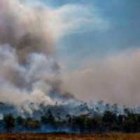 Forest fires in Chile consume over 3,200 hectares