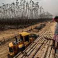 Amazon deforestation hits highest level in 5 years