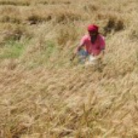 Crops on 67,864 hectares of land damaged due to rains in Andhra