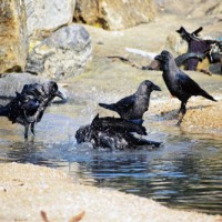 Crow deaths in UP district, samples being sent for tests