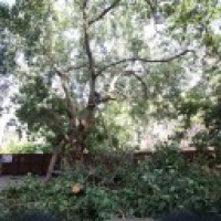 Trees are lungs, 315 fell when AQI & Covid at its worst: Plea in HC