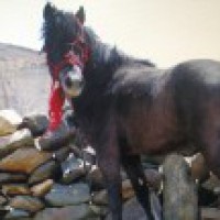 Himachal rearing endangered Chamurthi horses