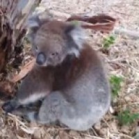 Koalas face extinction in New South Wales before 2050