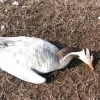 Bird flu suspected in Himachal as 1,800 migratory birds die