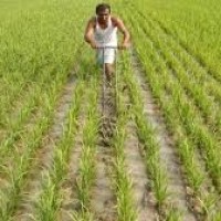 PM Modi says govt is working with states to ensure MSP to farmers for their produce