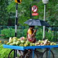Kerala coconut farmers in dire straits