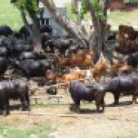 Cattle smuggling on B'desh border to go up before Eid: Intel