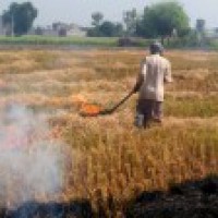 UP man finds shredding solution to stubble burning