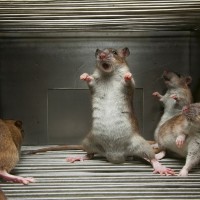 Outrage as Rat bites Man in Mumbai hospital