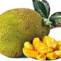 Kerala to declare Jackfruit as state fruit on March 21 