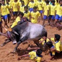 Jallikattu case referred to the Constitutional bench by SC