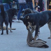 11-year-old boy mauled to death by stray dogs in Vizianagaram