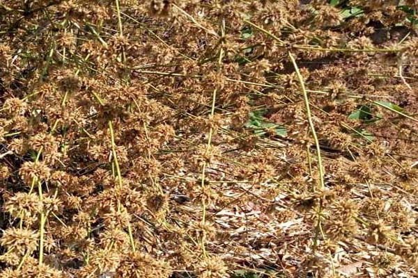 बस्तर में 40 साल बाद दिखा बांस का फूल, अकाल की संभावना से घबराए ग्रामीण -इससे पहले 1979 में आए थे फूल, तब भी पड़ा था अकाल, बस्तर में 40 साल बाद दिखा बांस का फूल, अकाल की संभावना से घबराए ग्रामीण -इससे पहले 1979 में आए थे फूल, तब भी पड़ा था अकाल,