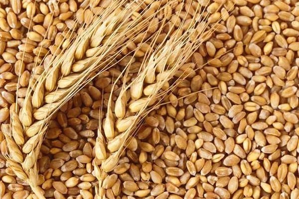 गेहूं की सरकारी खरीद 300 लाख टन के पार गेहूं की सरकारी खरीद 300 लाख टन के पार