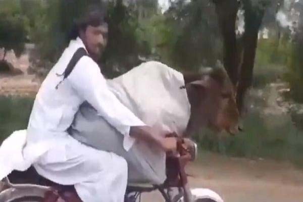 पाक में बाइक पर सवार बछ़ड़े का वीडियो वायरल पाक में बाइक पर सवार बछ़ड़े का वीडियो वायरल