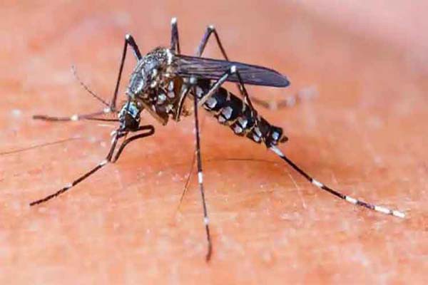 सरकार 2 साल में लाएगी डेंगू की आयुर्वेदिक दवा कुपोषण से जंग लड़ेगा आयुष मंत्रालय सरकार 2 साल में लाएगी डेंगू की आयुर्वेदिक दवा कुपोषण से जंग लड़ेगा आयुष मंत्रालय