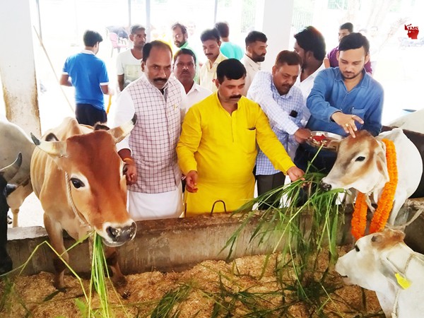 भाजपा नेताओं ने कान्हा गौशाला में गोवंश को खिलाया हरा चारा