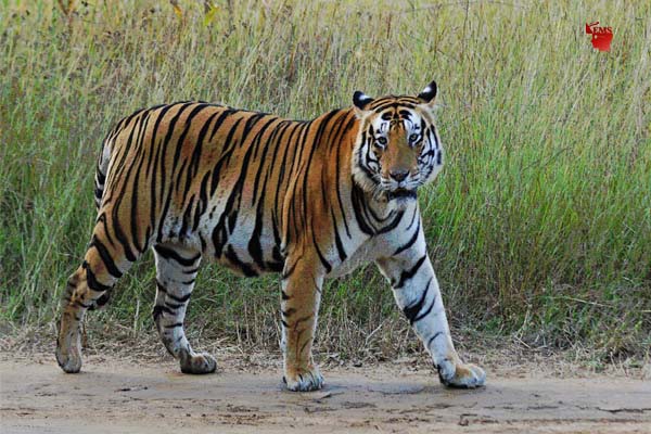 कान्हा का लोकप्रिय बाघ मुन्ना बना वन विहार की शान कान्हा का लोकप्रिय बाघ मुन्ना बना वन विहार की शान