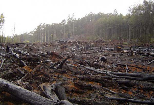 घटते जंगल बढ़ती चिंता : 2014 से 2018 के बीच दुनिया से  नष्ट हुए 2.6 करोड़ हेक्टेयर जंगल