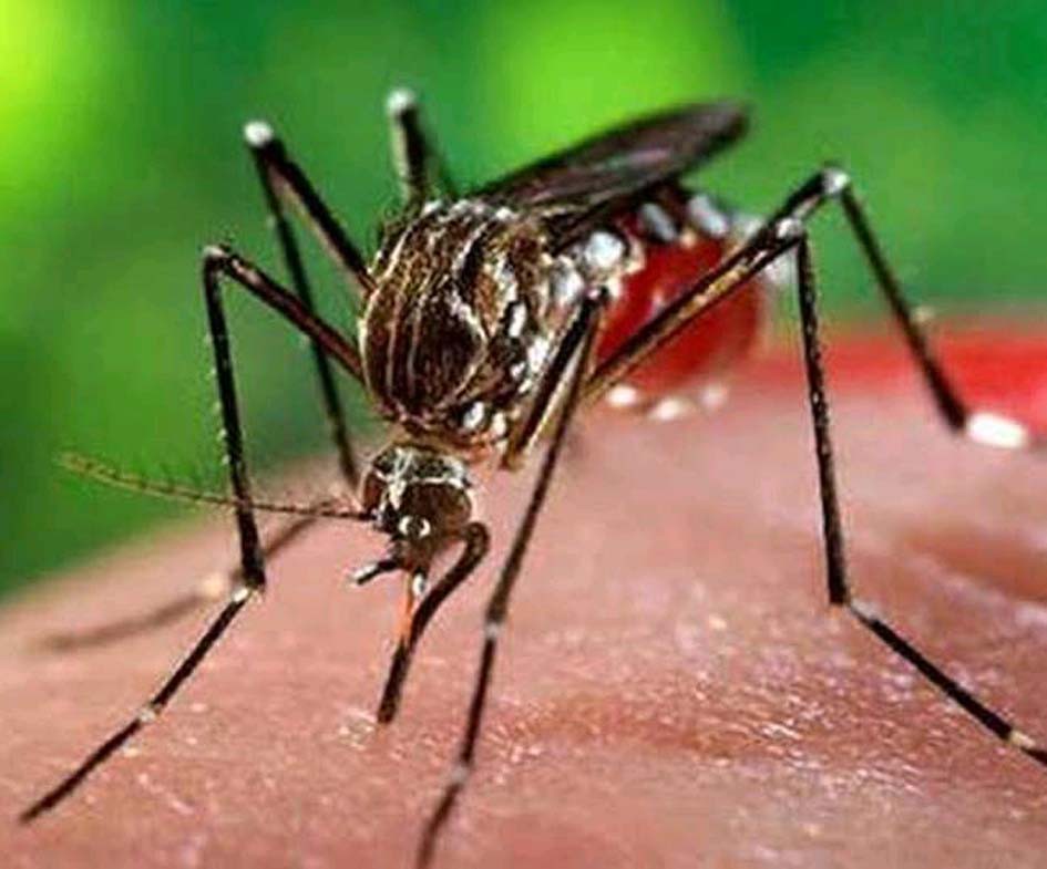 डेंगू बुखार से करें बचाव  