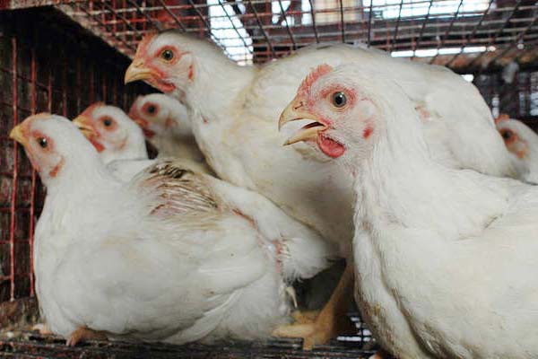  एंटीबायॉटिक्स का बढ़ रहा इस्तेमाल चिकन के शौकीनों के लिए खतरा 