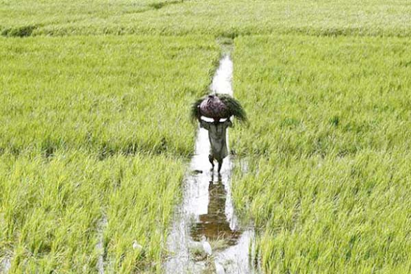 बढ़िया मॉनसून से बंपर फसल की उम्मीद, अर्थव्यवस्था को मिलेगी ताकत किसानों की आय बढ़ने से सोने-चांदी में होगी खरीदारी 
