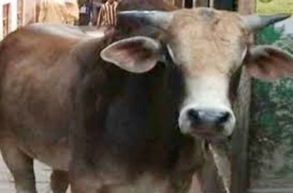बांग्लादेश में कुर्बानी के लिए 30 लाख रुपये में बिका अमेरिकी सांड 'बॉस' बांग्लादेश में कुर्बानी के लिए 30 लाख रुपये में बिका अमेरिकी सांड 'बॉस'
