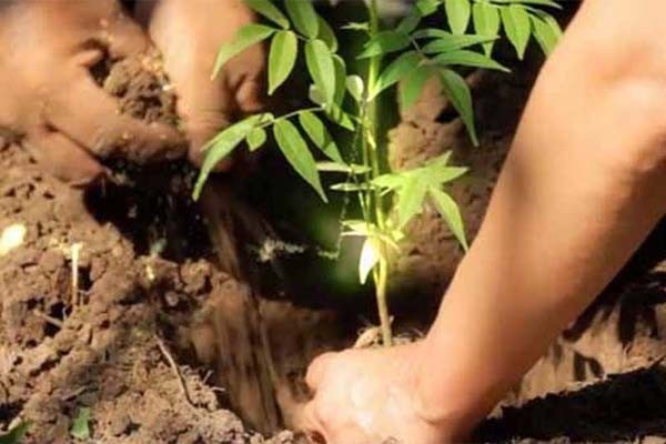 दस मिनट में दो लाख पौधे लगाकर बनाया हीरो मोटोकार्प ने बनाया कीर्तिमान दस मिनट में दो लाख पौधे लगाकर बनाया हीरो मोटोकार्प ने बनाया कीर्तिमान
