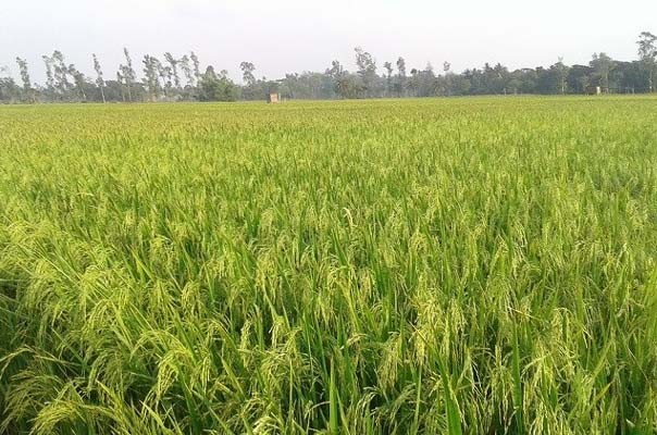 खरीफ फसलों का एमएसपी बढ़ा खरीफ फसलों का एमएसपी बढ़ा