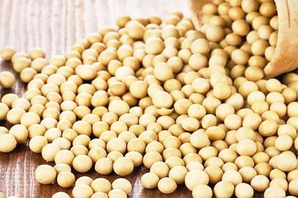 सोयाबीन के गिर सकते हैं दाम: एसएमसी सोयाबीन के गिर सकते हैं दाम: एसएमसी