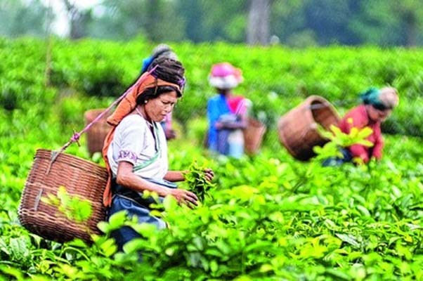 असम चाय के लिए बनेगा नया ई-नीलामी प्लेटफॉर्म असम चाय के लिए बनेगा नया ई-नीलामी प्लेटफॉर्म