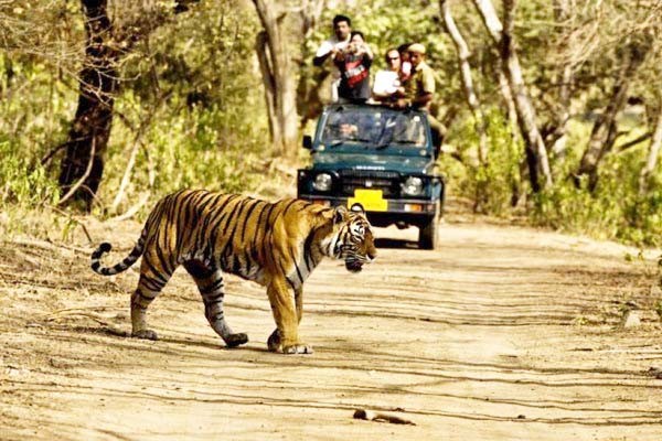 कॉर्बेट में वीआईपी कोटे पर लगेगा प्रतिबंध - सिफारिश की तो होगी शिकायत कॉर्बेट में वीआईपी कोटे पर लगेगा प्रतिबंध - सिफारिश की तो होगी शिकायत