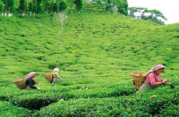 चाय का निर्यात अप्रैल में 11.5 फीसदी बढ़ा चाय का निर्यात अप्रैल में 11.5 फीसदी बढ़ा