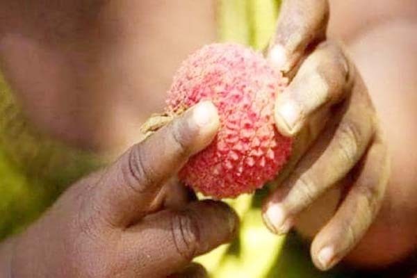 लीची का चमकी बुखार से कोई लेनादेना नहीं - लीची पर अफवाह रोकने के पुख्ता बंदोबस्त, केंद्र सरकार चौकस लीची का चमकी बुखार से कोई लेनादेना नहीं - लीची पर अफवाह रोकने के पुख्ता बंदोबस्त, केंद्र सरकार चौकस