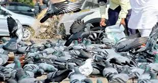 कबूतर को दाना डालना पड़ा महंगा, बदमाश कार से ले उड़े 10.5 लाख रु 