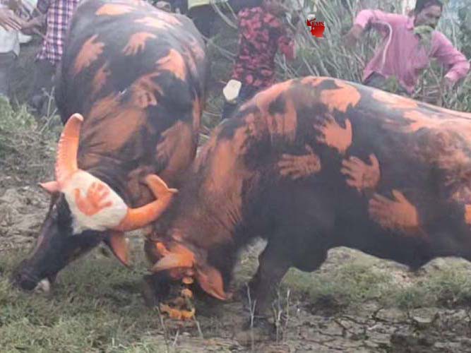 अलग-अलग स्थानों पर पंरपरा अनुसार हुयी पड़वा पर पाड़ो की लड़ाई, यादव परिवार के पाड़ो की हुयी रोमांचक लड़ाई अलग-अलग स्थानों पर पंरपरा अनुसार हुयी पड़वा पर पाड़ो की लड़ाई, यादव परिवार के पाड़ो की हुयी रोमांचक लड़ाई