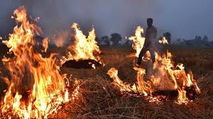 पराली से बन सकती है बिजली, एनआरआई कारोबारी ने दिया 200 संयंत्र लगाने का प्रस्ताव पराली से बन सकती है बिजली, एनआरआई कारोबारी ने दिया 200 संयंत्र लगाने का प्रस्ताव