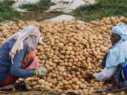 आलू की नई आवक से थोक मंडी में दाम गिरे, 30 फीसदी की हुई कटौती आलू की नई आवक से थोक मंडी में दाम गिरे, 30 फीसदी की हुई कटौती