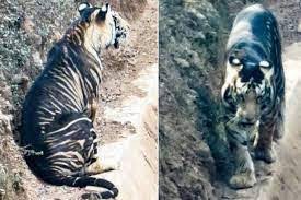  ओडिशा के जंगलों में दिखाई दिया दुर्लभ काली धारियों वाला बाघ 