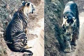 ओडिशा के जंगलों में दिखाई दिया दुर्लभ काली धारियों वाला बाघ ओडिशा के जंगलों में दिखाई दिया दुर्लभ काली धारियों वाला बाघ