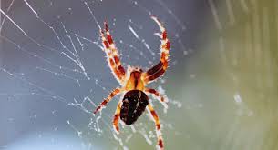  शोधकर्ता ने खोजी मकड़ी की दुर्लभ प्रजाति, लांस नायक वानी के नाम पर किया नामकरण