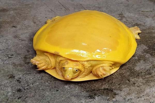 ओडिशा के बाद बंगाल में मिला दुर्लभ प्रजाति का पीले रंग का कछुआ, सब हैरान