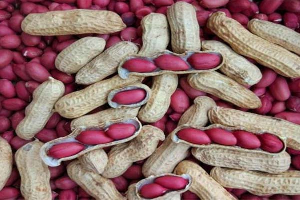 मूंगफली का सेवन करें मूंगफली का सेवन करें