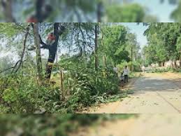नई पाॅलिसी लागू होने के बाद पेड़ काटने पर एजेंसी को उसके 80 प्रतिशत पेड़ ट्रांसप्लांट करने होंगे नई पाॅलिसी लागू होने के बाद पेड़ काटने पर एजेंसी को उसके 80 प्रतिशत पेड़ ट्रांसप्लांट करने होंगे