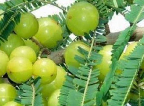 आंवला है राम बाण आंवला है राम बाण